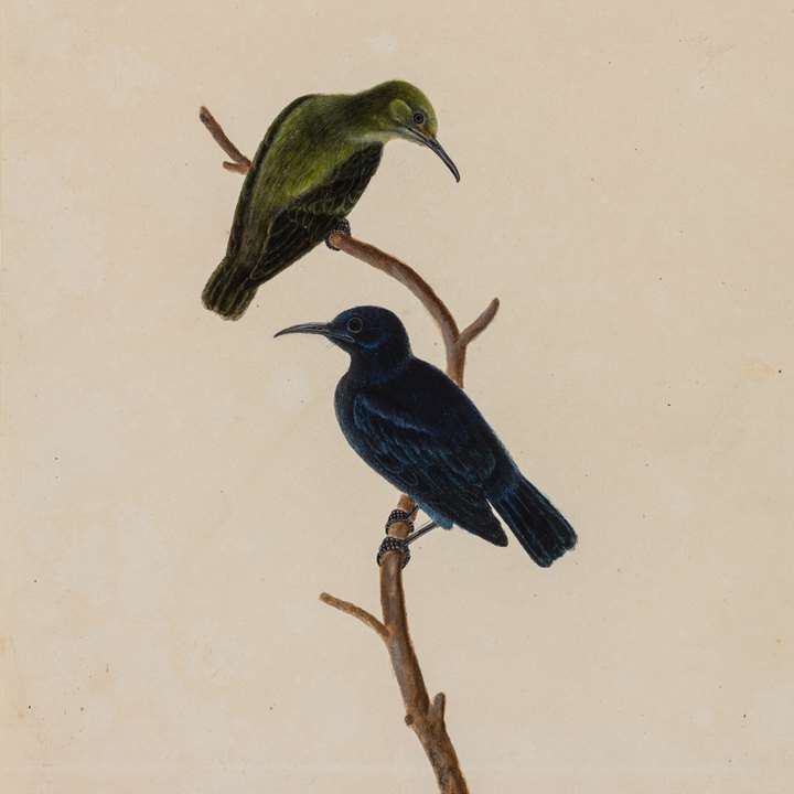 A Study of a Pair of Sunbirds
